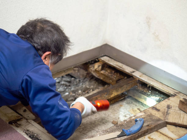 Best Toxic Mold Removal  in Livonia, MI