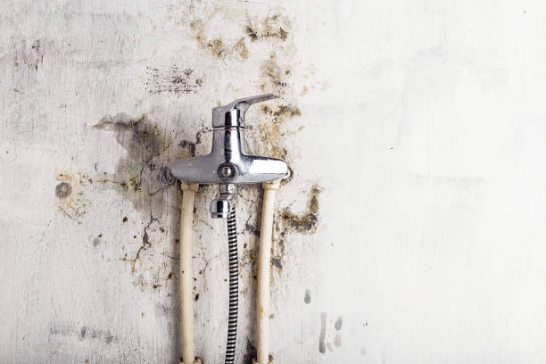 Office Mold Removal Services in Livonia, MI