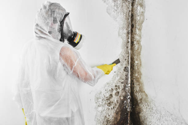 Best Mold Testing  in Livonia, MI