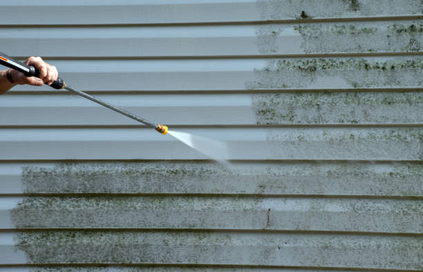 Best Mold Damage Repair  in Livonia, MI