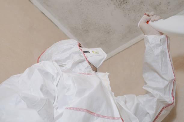 Best Black Mold Removal  in Livonia, MI