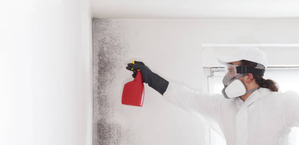 Mold Testing and Removal in Livonia, MI