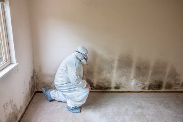 Best Attic Mold Removal  in Livonia, MI