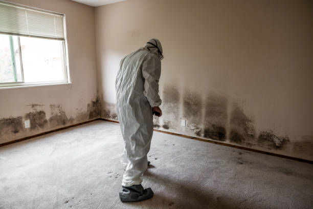 Best Certified Mold Removal  in Livonia, MI