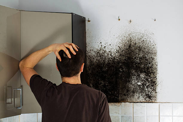 Best Office Mold Removal Services  in Livonia, MI